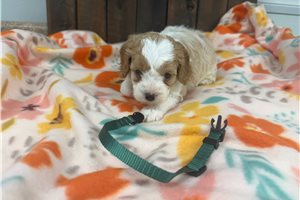 Orion - puppy for sale