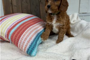 Caleb - Cavapoo for sale