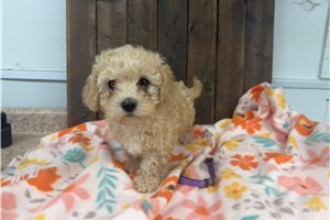 Olivia - puppy for sale