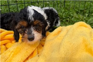 Onyx - Cavapoo for sale