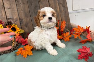 Francisco - Cavapoo for sale