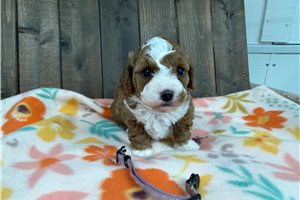 Noelle - puppy for sale