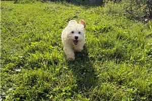 Owen - Cavapoo for sale
