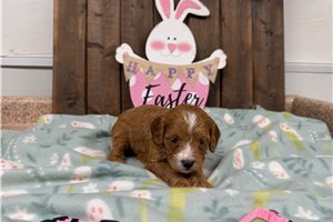 Cecilia - Cavapoo for sale