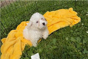 Owen - Cavapoo for sale
