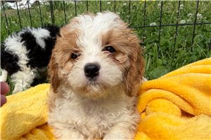 Orion - Cavapoo for sale