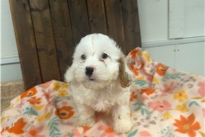 Owen - Cavapoo for sale