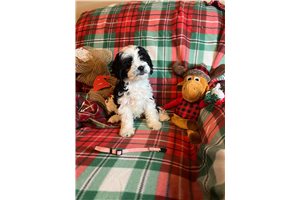 Giselle - Cavapoo for sale