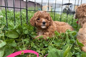 Odette - Cavapoo for sale