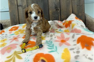 Mellow - puppy for sale