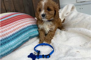 Cameron - Cavapoo for sale