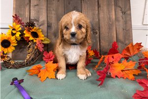 Faye - Cavapoo for sale