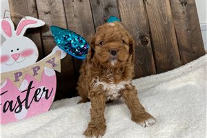 Archer - Cavapoo for sale