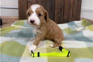 Omari - puppy for sale