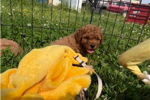 Oakleigh - Cavapoo for sale