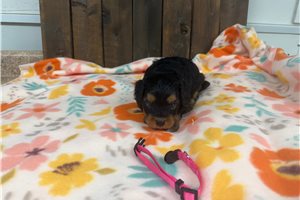 Octavia - puppy for sale