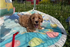 Ozzy - Cavapoo for sale