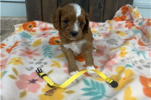 Ocean - Cavapoo for sale