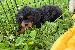 Octavia - Cavapoo for sale