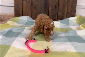 Odette - Cavapoo for sale