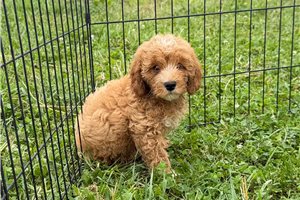 Ozzy - Cavapoo for sale