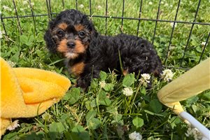 Otto - Cavapoo for sale