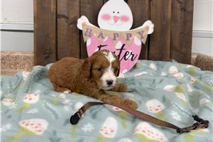 Cooper - puppy for sale