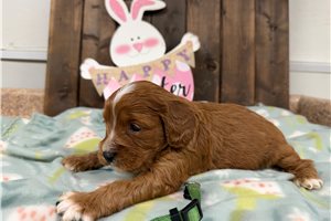Caleb - Cavapoo for sale