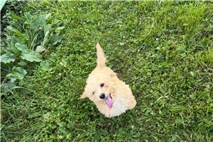 Olivia - Cavapoo for sale