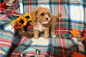 Nate - Cavapoo for sale