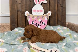 Cora - puppy for sale