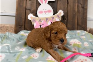 Charlotte - puppy for sale
