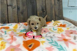 Melody - puppy for sale