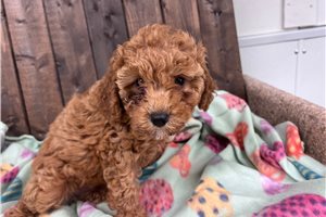 Casey - puppy for sale