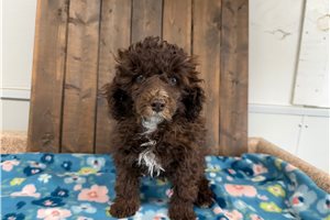 Julia - puppy for sale