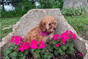 Carrie - Poodle, Miniature for sale