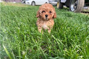 Cashmere - puppy for sale