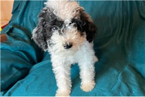 Kimberly - Poodle, Miniature for sale