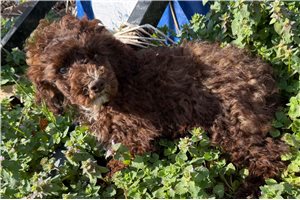 Julia - Poodle, Miniature for sale