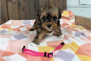 Kara - Shih-Poo - Shihpoo for sale