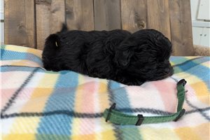 Felix - puppy for sale