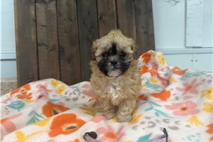 Ophelia - Shih-Poo - Shihpoo for sale