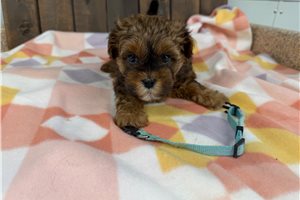 Keegan - Shih-Poo - Shihpoo for sale