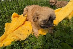 Ophelia - Shih-Poo - Shihpoo for sale