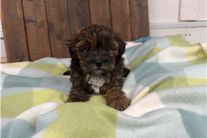 Eloise - Shih-Poo - Shihpoo for sale