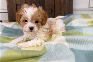 Elmer - puppy for sale