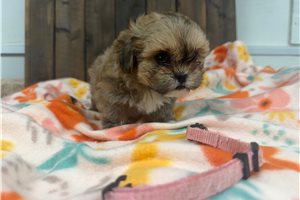 Oaklynn - Shih-Poo - Shihpoo for sale