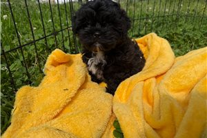 Oscar - Shih-Poo - Shihpoo for sale