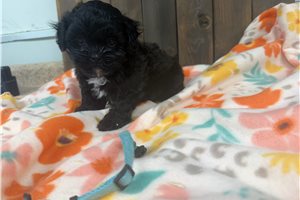 Oscar - Shih-Poo - Shihpoo for sale