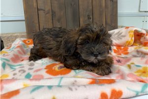 Eloise - Shih-Poo - Shihpoo for sale